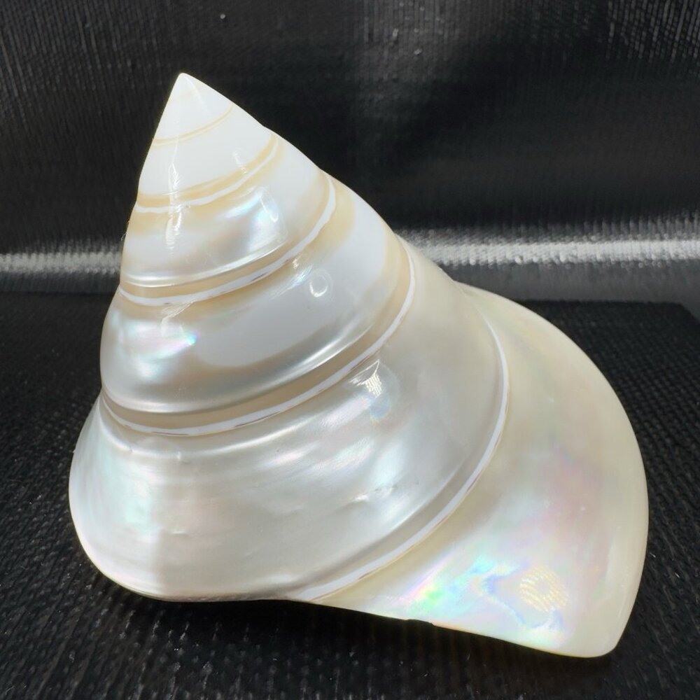 Natural Abalone Shell Iridescent Smooth Niloticus Trochus Pearl Sea‎ Shell Decor